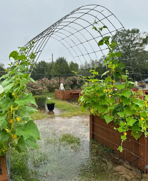 Entry way for the Sweetheart Garden roses (planted in the shape of a heart, come by and see for yourself!)